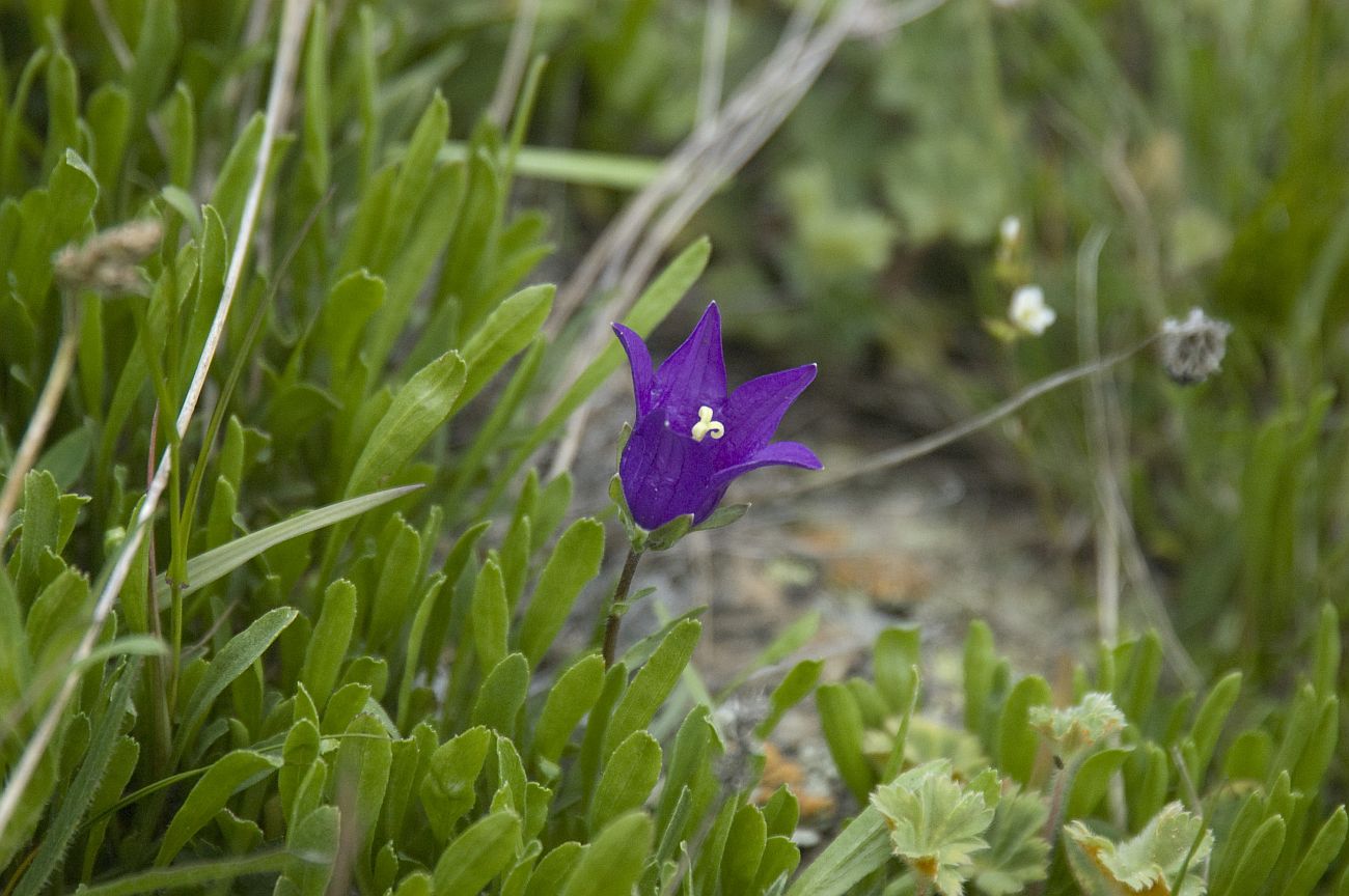 Image of Campanula aucheri specimen.