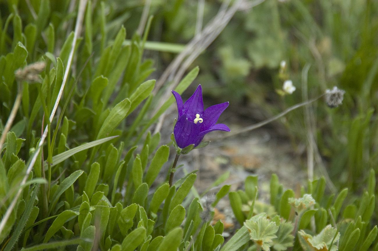 Изображение особи Campanula aucheri.