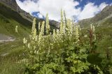 Aconitum orientale