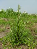 Artemisia integrifolia. Растение в стадии бутонизации. Магаданская обл., Ольский р-н, Ольское шоссе, заброшенное поле. 06.08.2017.