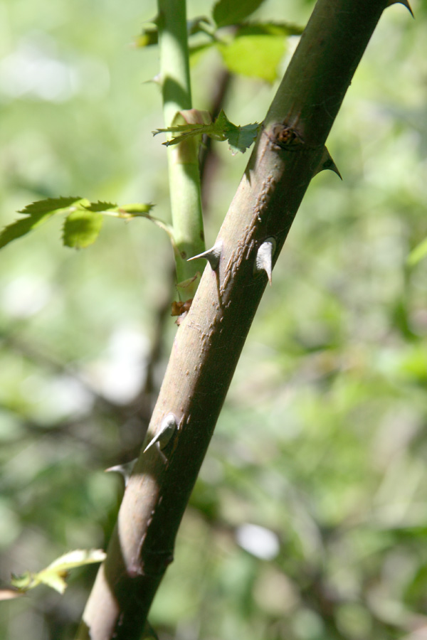 Изображение особи Rosa canina.