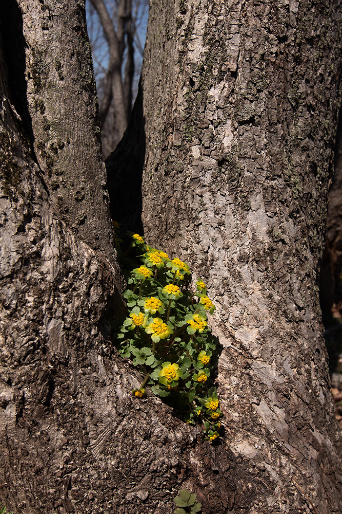 Image of Chrysosplenium pilosum specimen.