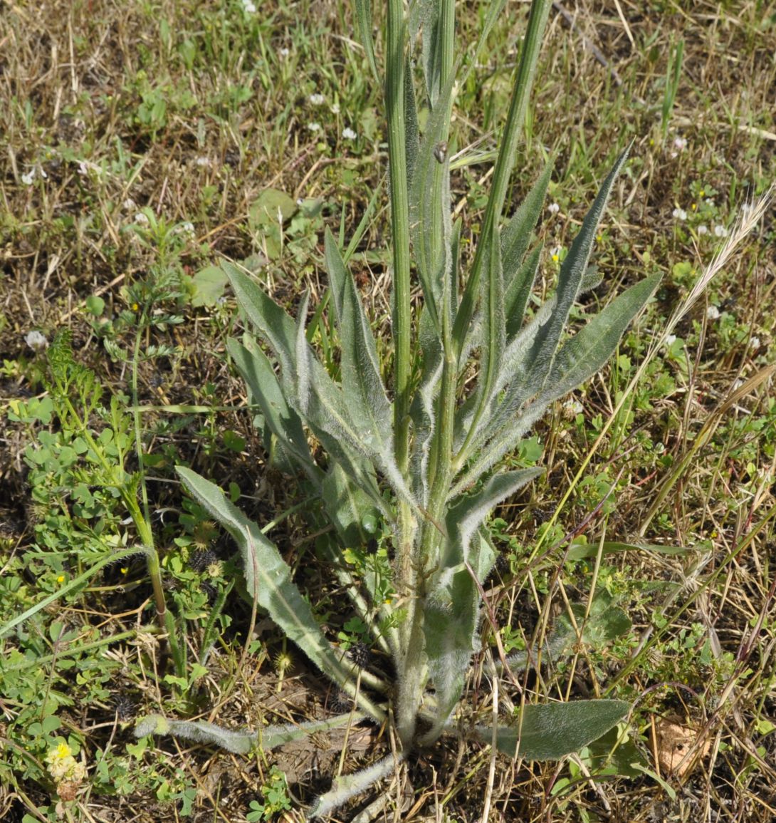 Изображение особи Tolpis virgata.