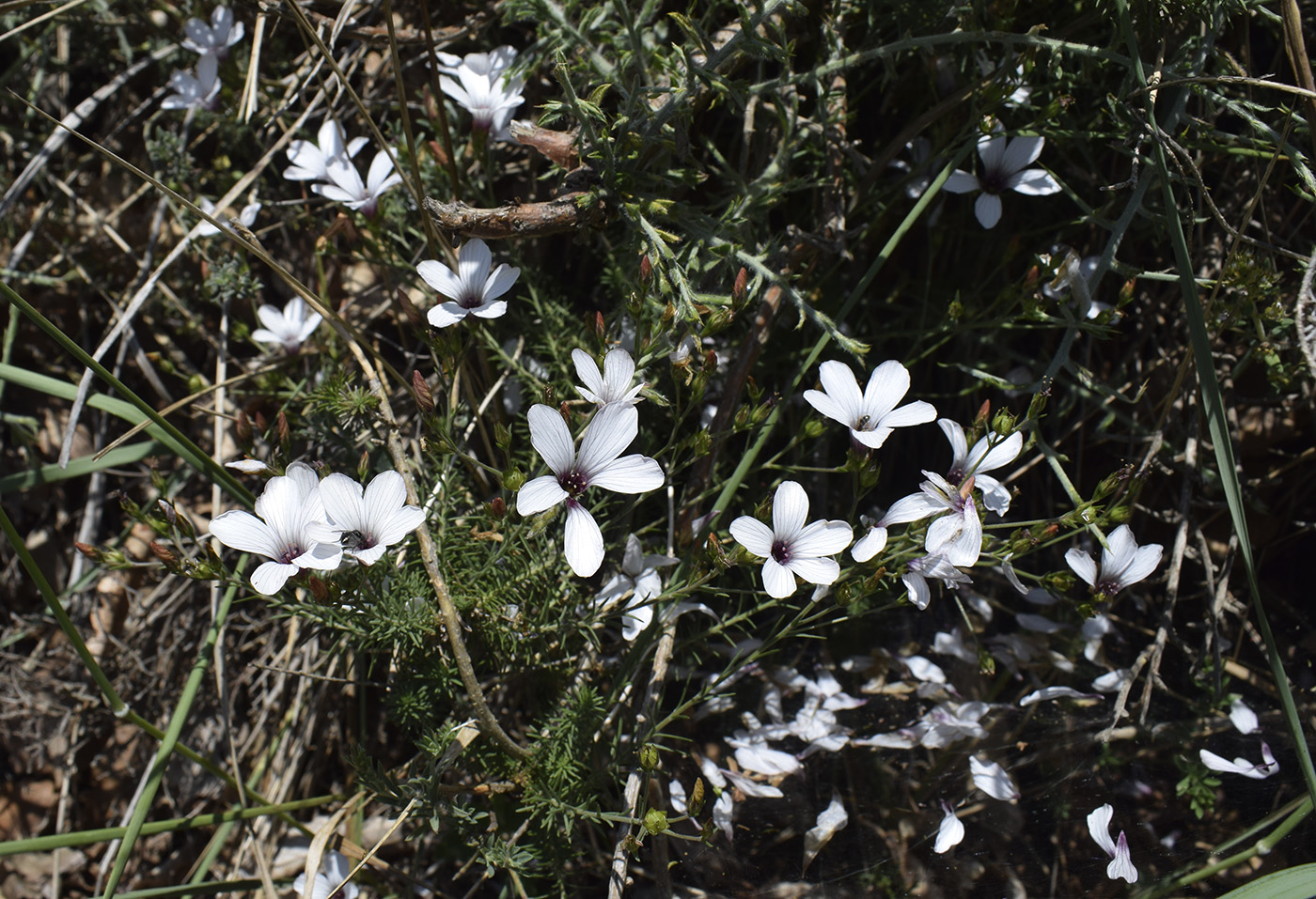 Image of Linum milletii specimen.