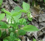 Symphytum grandiflorum. Верхушка цветущего растения. Республика Адыгея, левый берег р. Белая чуть ниже устья руч. Большой Руфабго, лиственный лес. 28.04.2018.