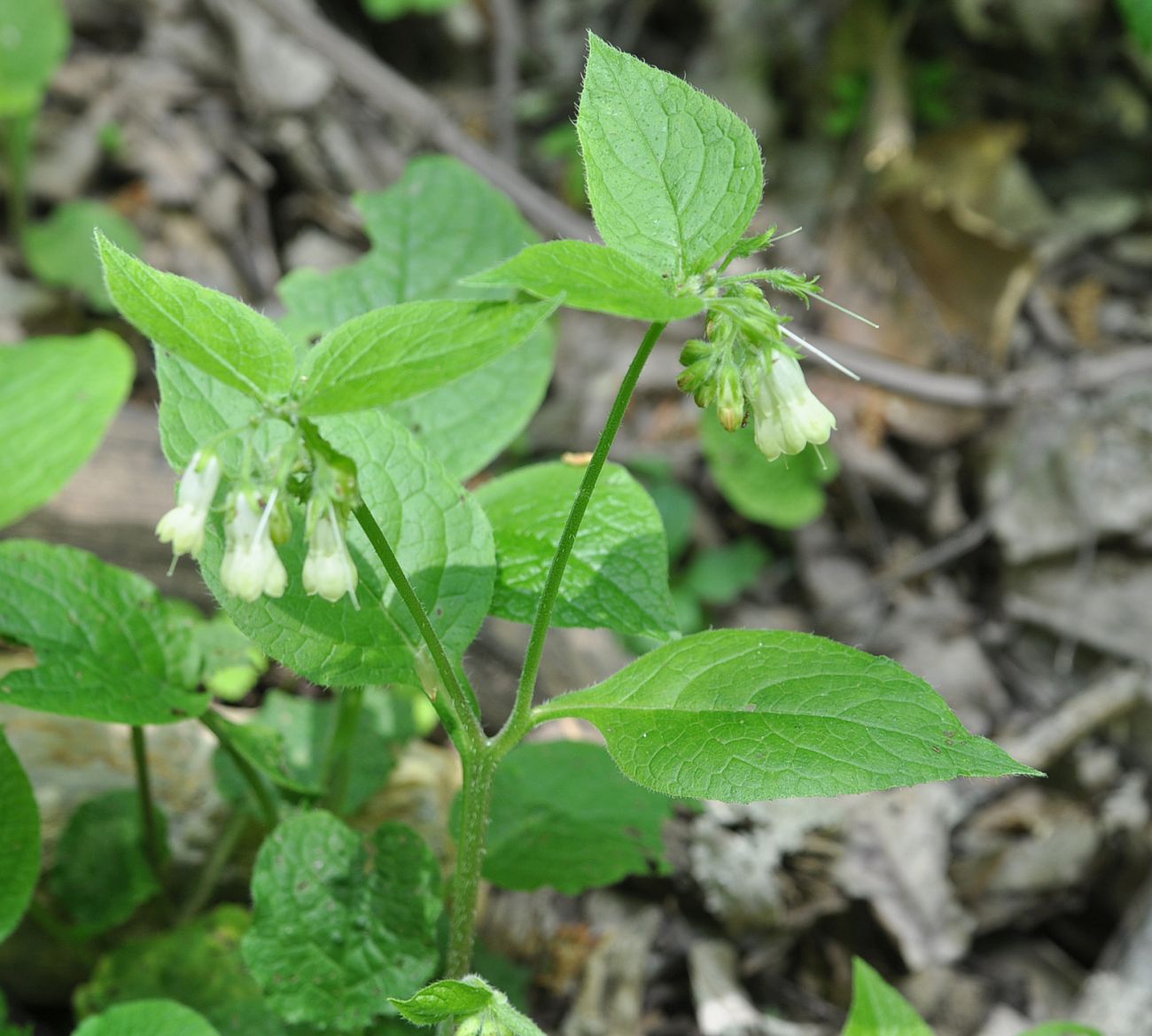 Изображение особи Symphytum grandiflorum.