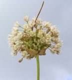 Allium pallens ssp. coppoleri