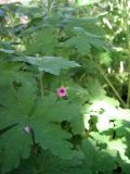 Geranium divaricatum