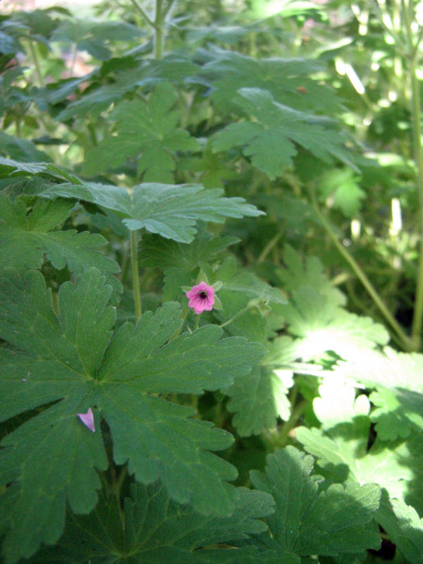 Image of Geranium divaricatum specimen.