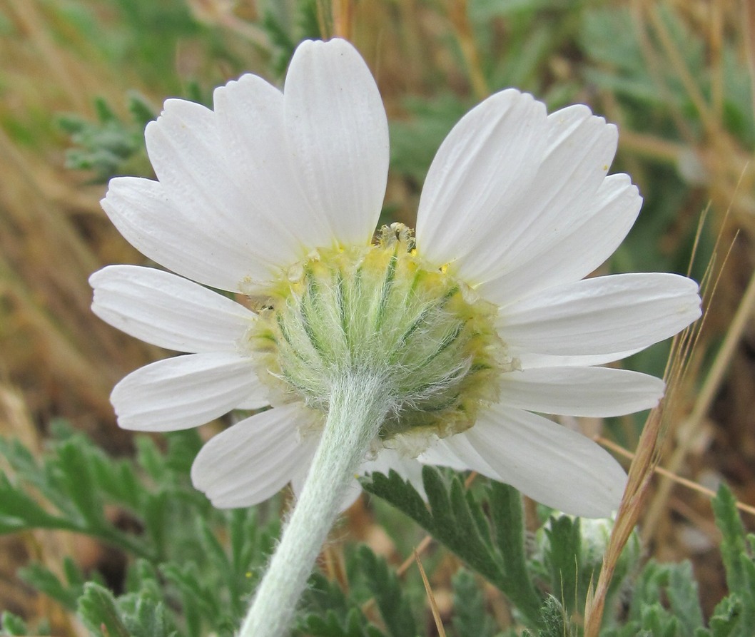 Image of Anthemis ruthenica specimen.