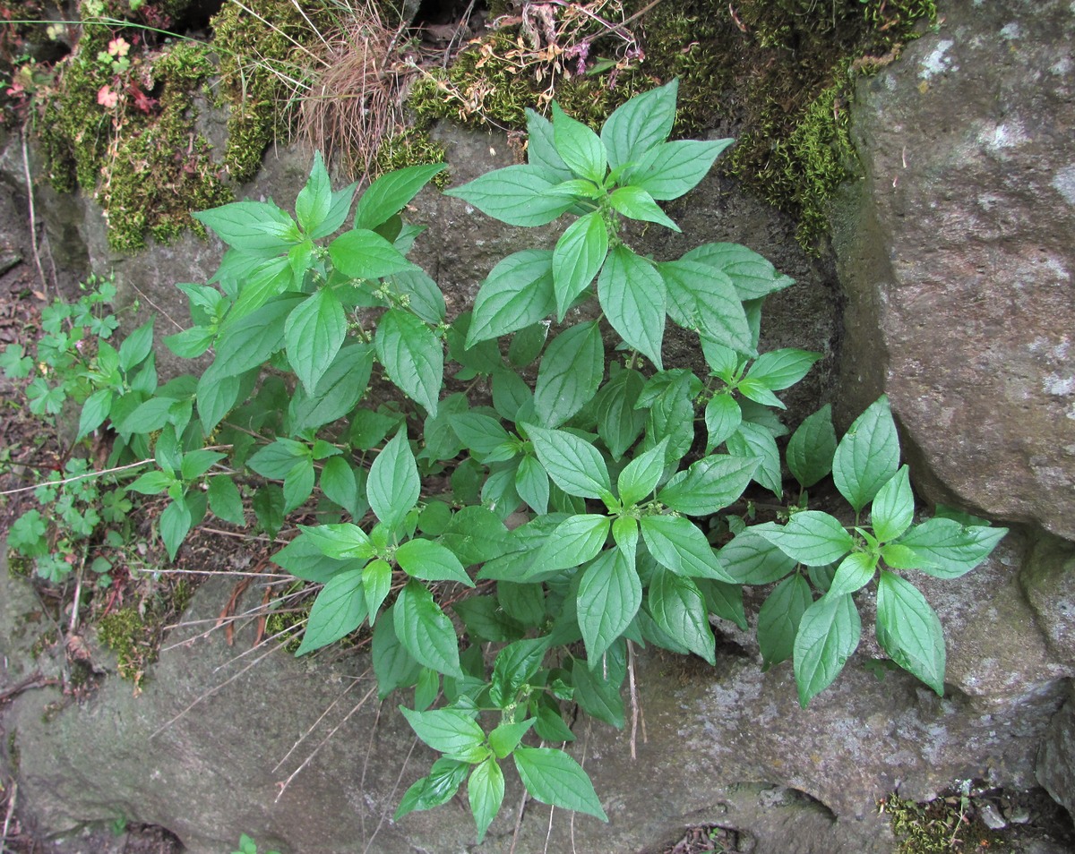 Изображение особи Parietaria officinalis.