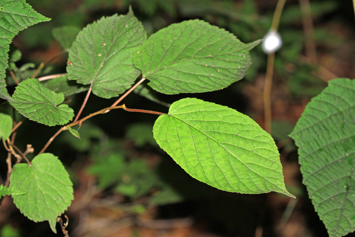 Image of Actinidia kolomikta specimen.