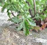 Scrophularia variegata