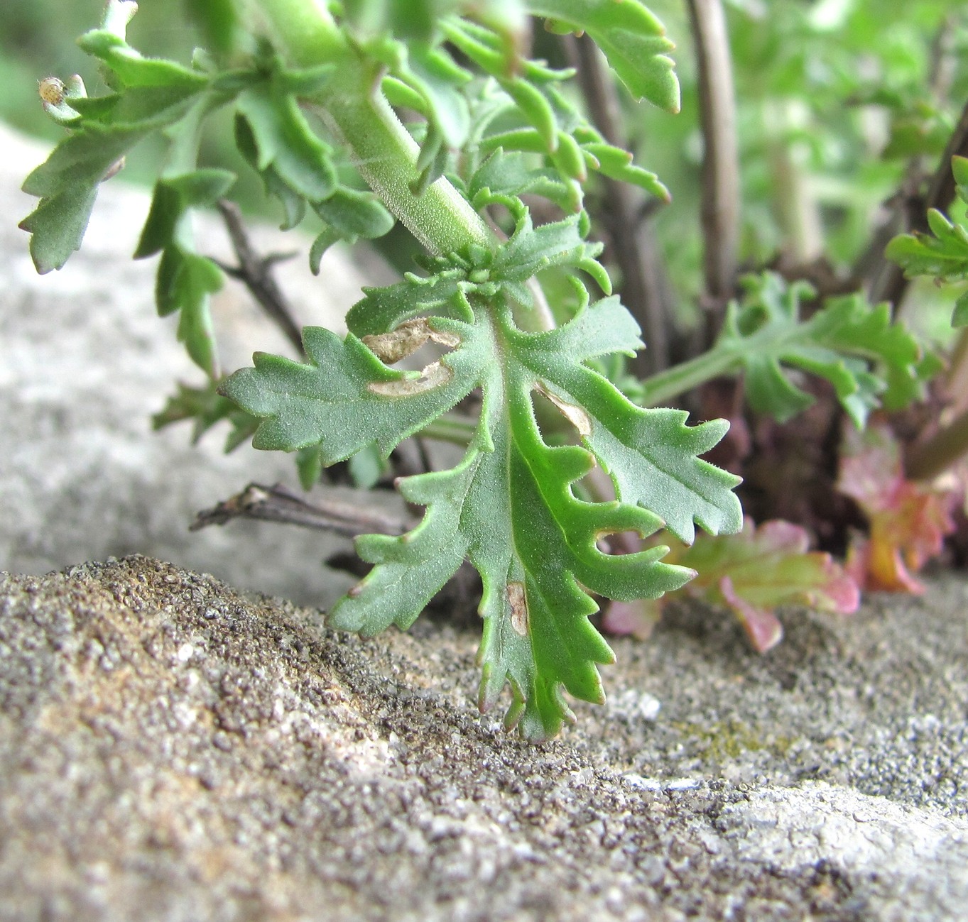 Image of Scrophularia variegata specimen.