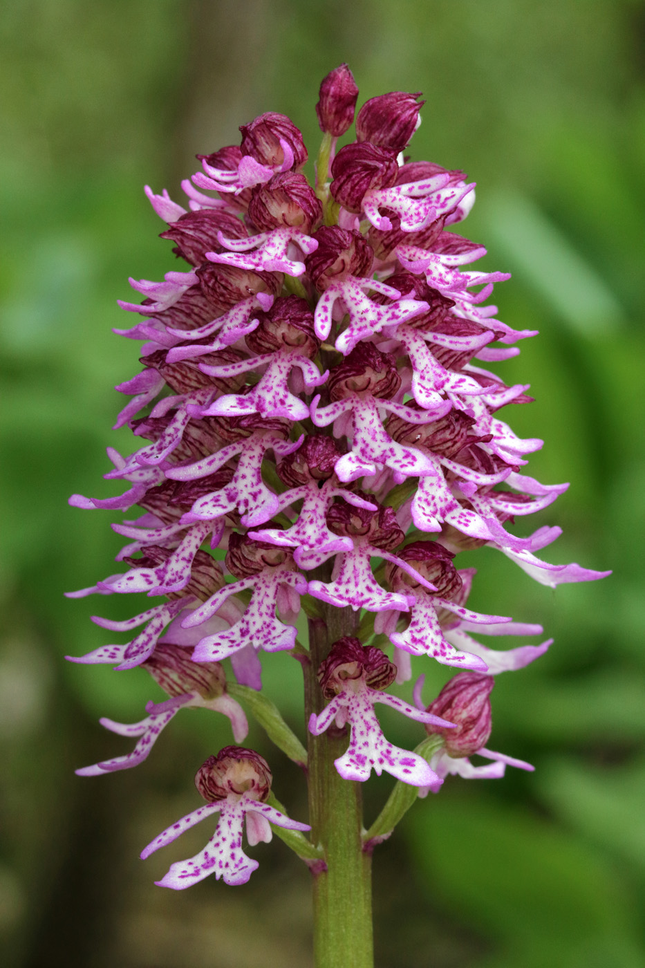 Image of Orchis purpurea ssp. caucasica specimen.