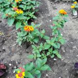 Lantana camara