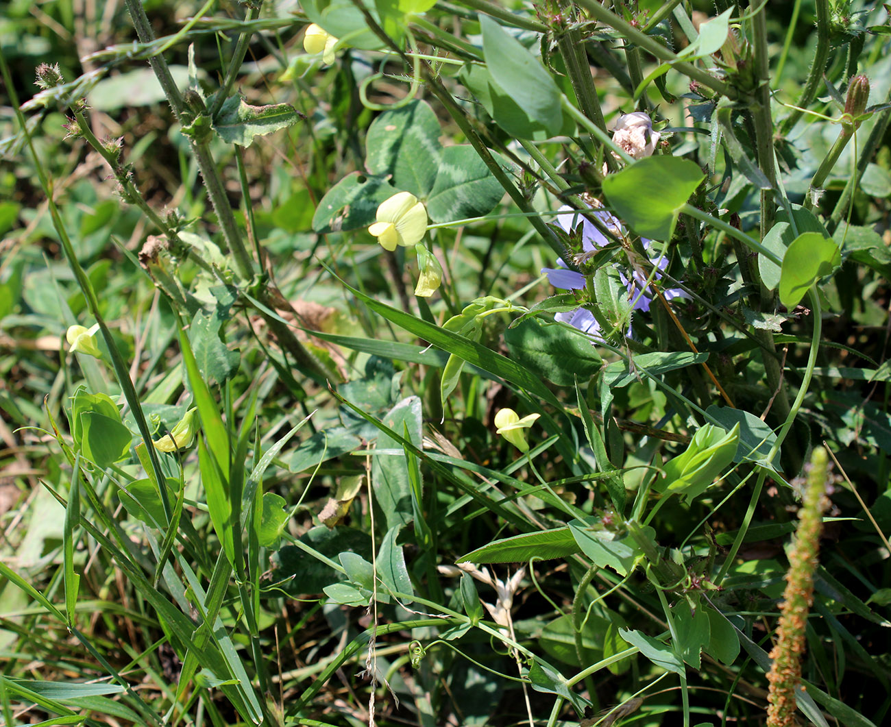 Изображение особи Lathyrus aphaca.