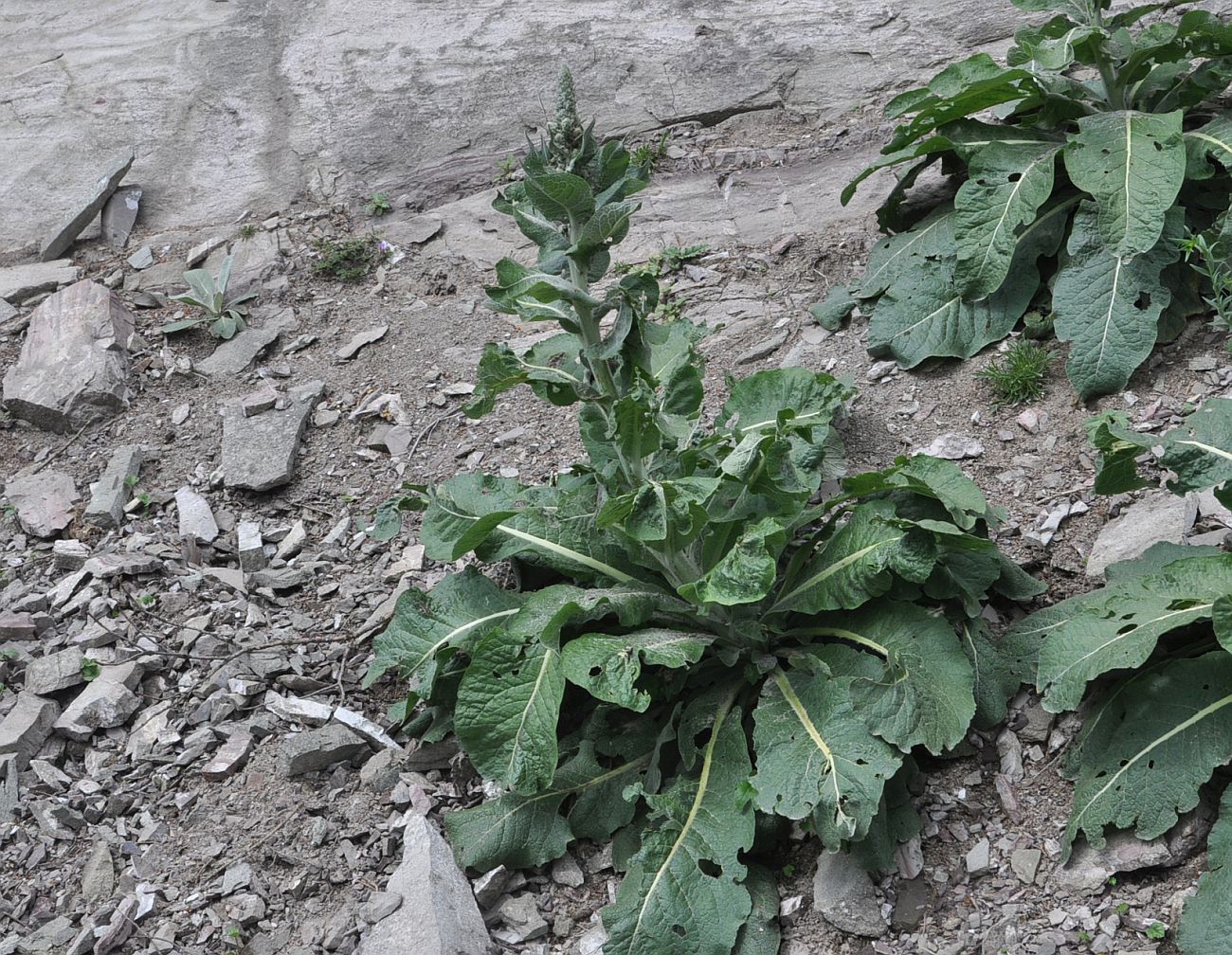 Image of genus Verbascum specimen.