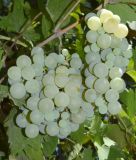 Vitis vinifera. Соплодие с незрелыми плодами (сорт \"Баян ширей\"). Узбекистан, г. Ташкент, пос. Улугбек. 13.08.2018.