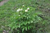 Paeonia macrophylla. Цветущее растение. Грузия, Боржоми-Харагаульский национальный парк, маршрут №1; гребень горного отрога, край поляны рядом с Picea orientalis ≈ 1850 м н.у.м. 26.05.2018.