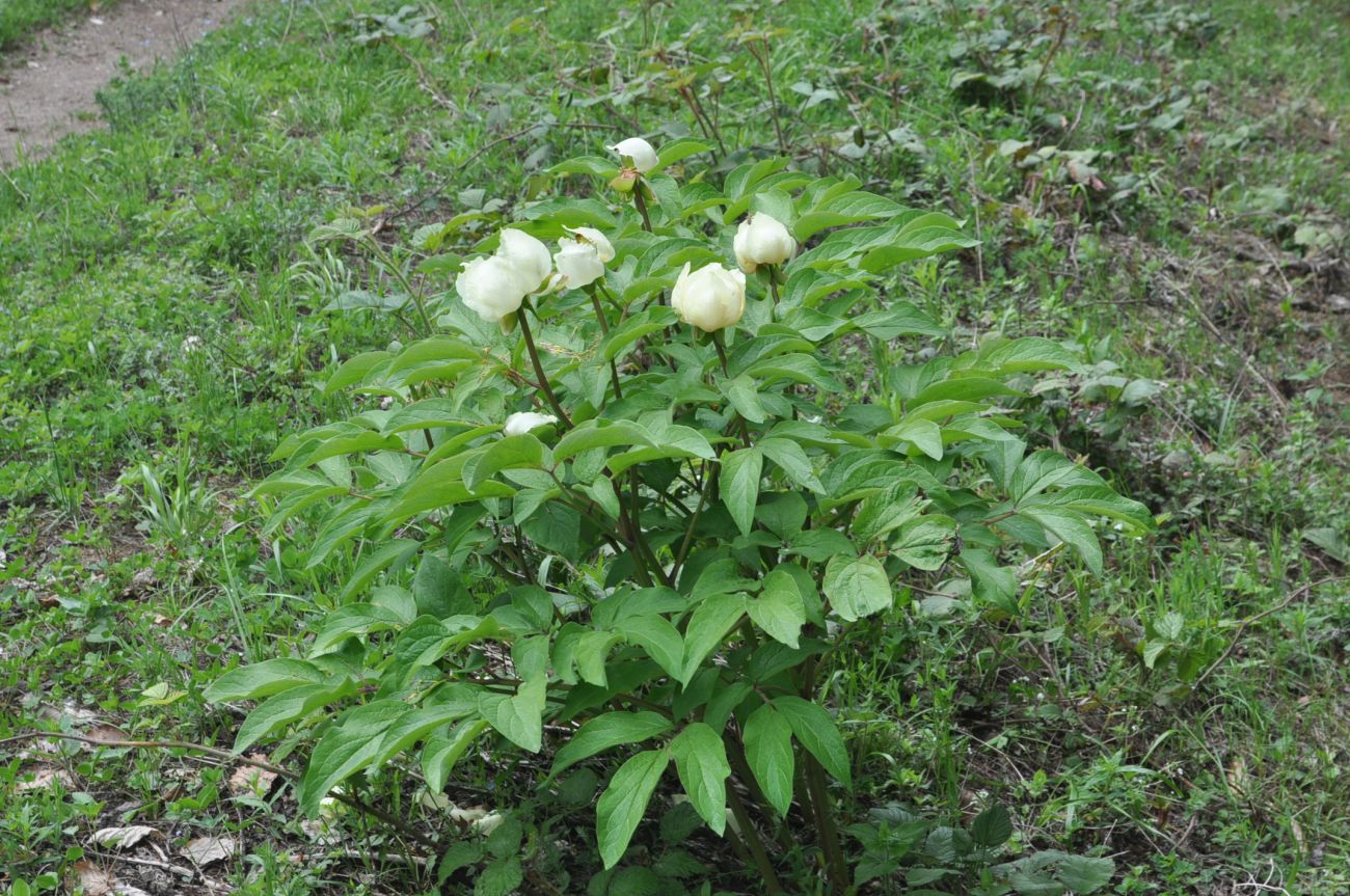 Изображение особи Paeonia macrophylla.