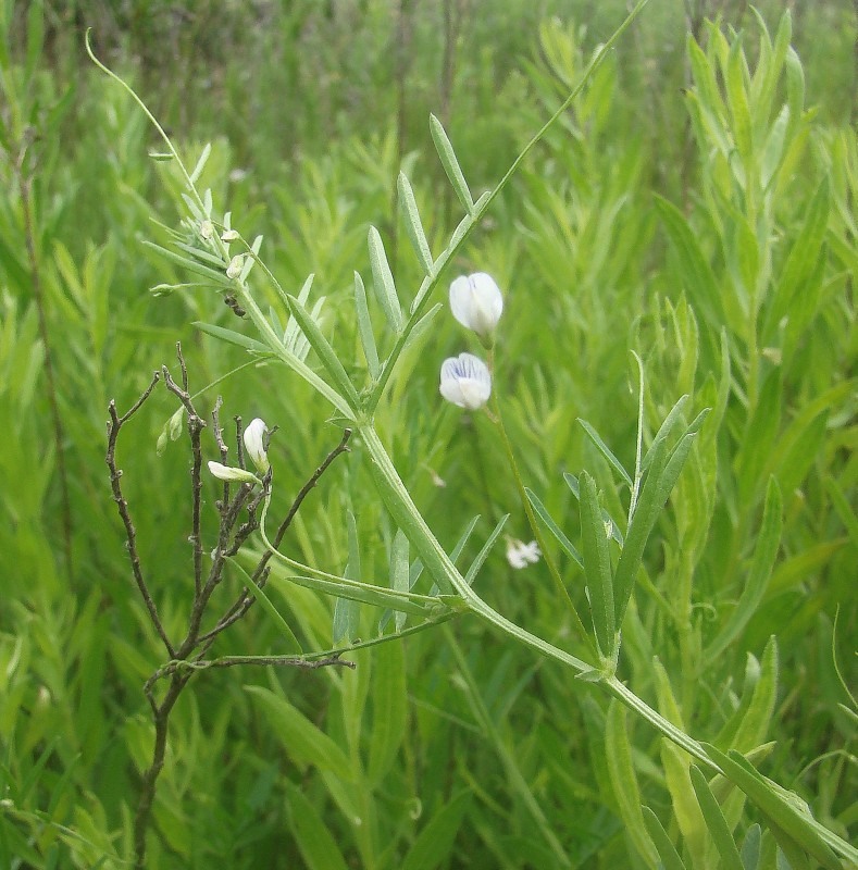 Image of Vicia hirsuta specimen.