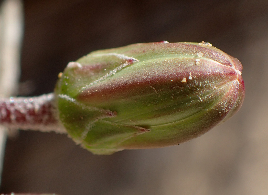 Изображение особи Hyoseris lucida.