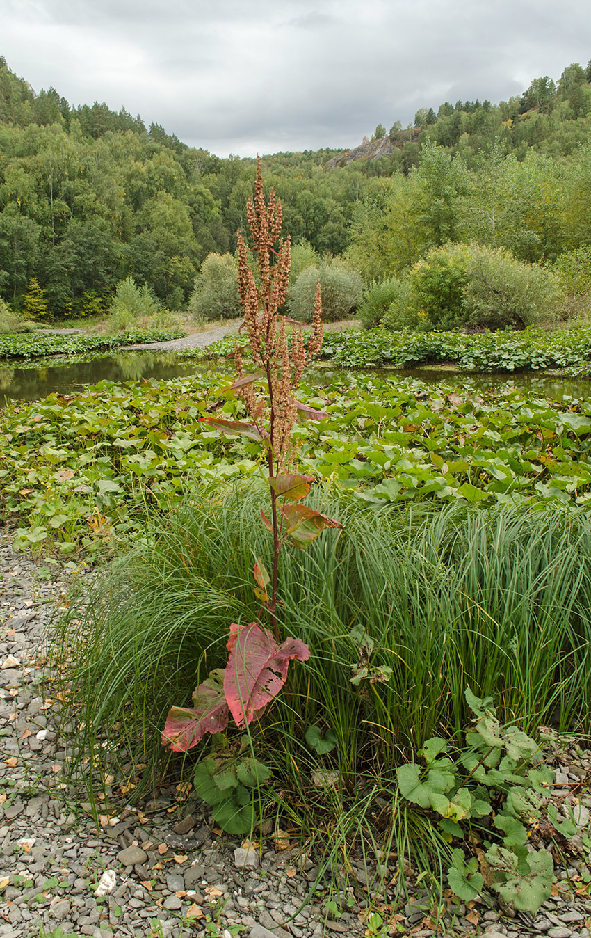 Изображение особи Rumex aquaticus.