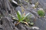 Primula bayernii