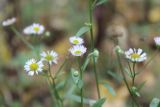 Erigeron annuus. Верхушка цветущего растения. Московская обл., окр. г. Фрязино, окр. ипподрома, под пологом елового леса. 21 октября 2018 г.