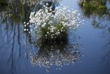 Eriophorum vaginatum