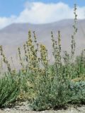 Artemisia skorniakowii. Растение в цвету на фоне плодоносящих особей Oxytropis chiliophylla. Таджикистан, Горно-Бадахшанская автономная обл., Мургабский р-н, окр. сельской общины (кишлака) Каракуль; Восточный Памир, денудационный шлейф западного макросклона Сарыкольского хребта, восточный берег оз. Каракуль, делювиальный борт озёрной котловины; экотонный комплекс высокогорной пустыни в верхнем поясе криофитно-остепненных автоморфных гемигалофитно-пустынных солончаков, выс. 3930 м н.у.м. 16 августа 2018 г.