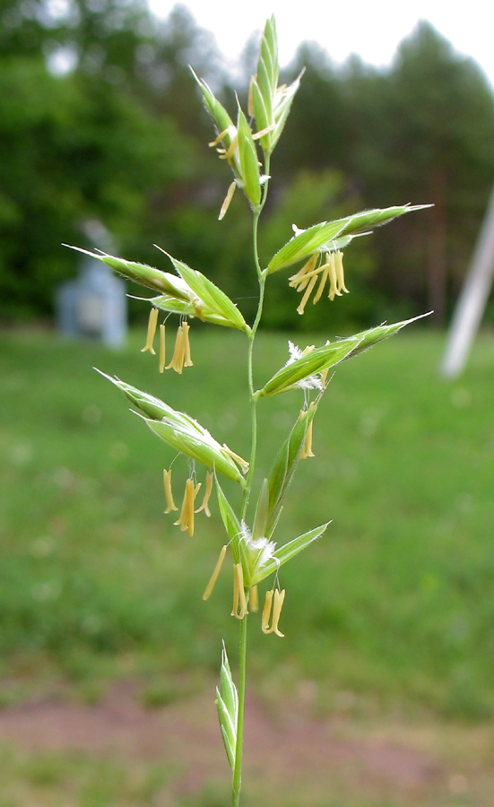 Изображение особи Brachypodium pinnatum.