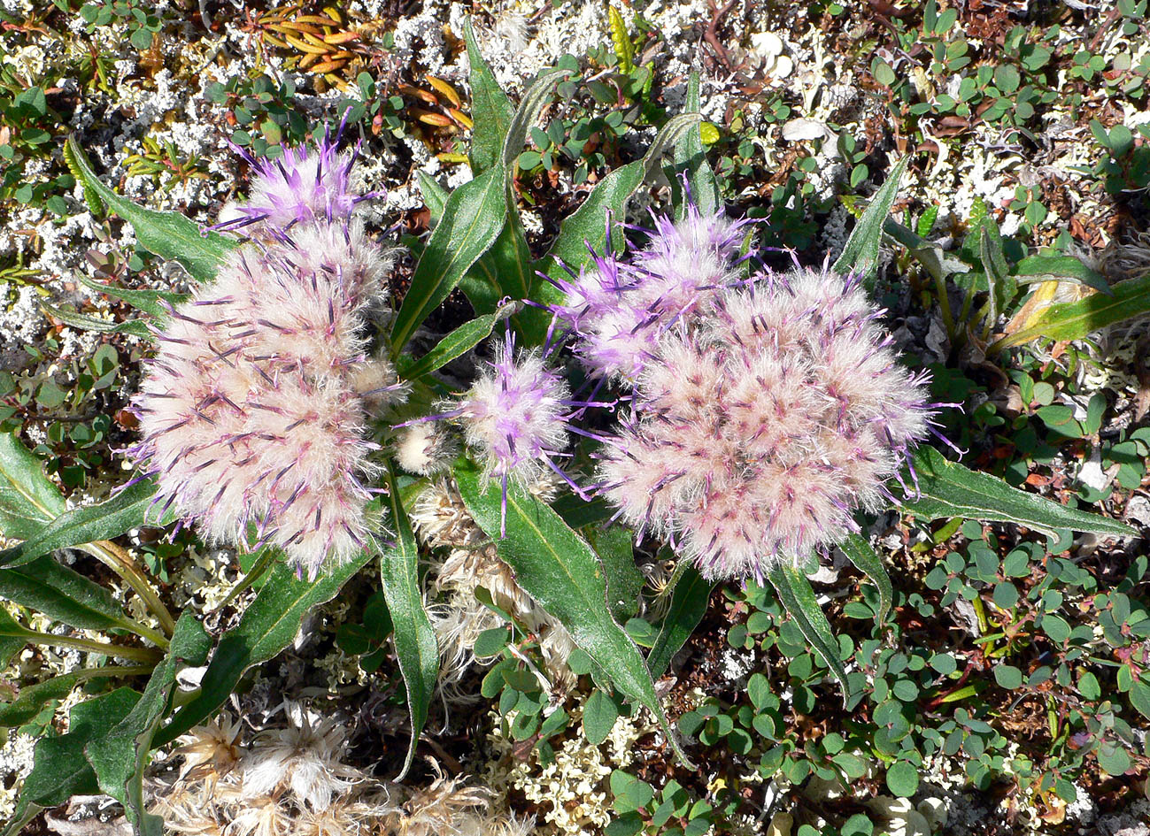 Image of Saussurea tilesii specimen.