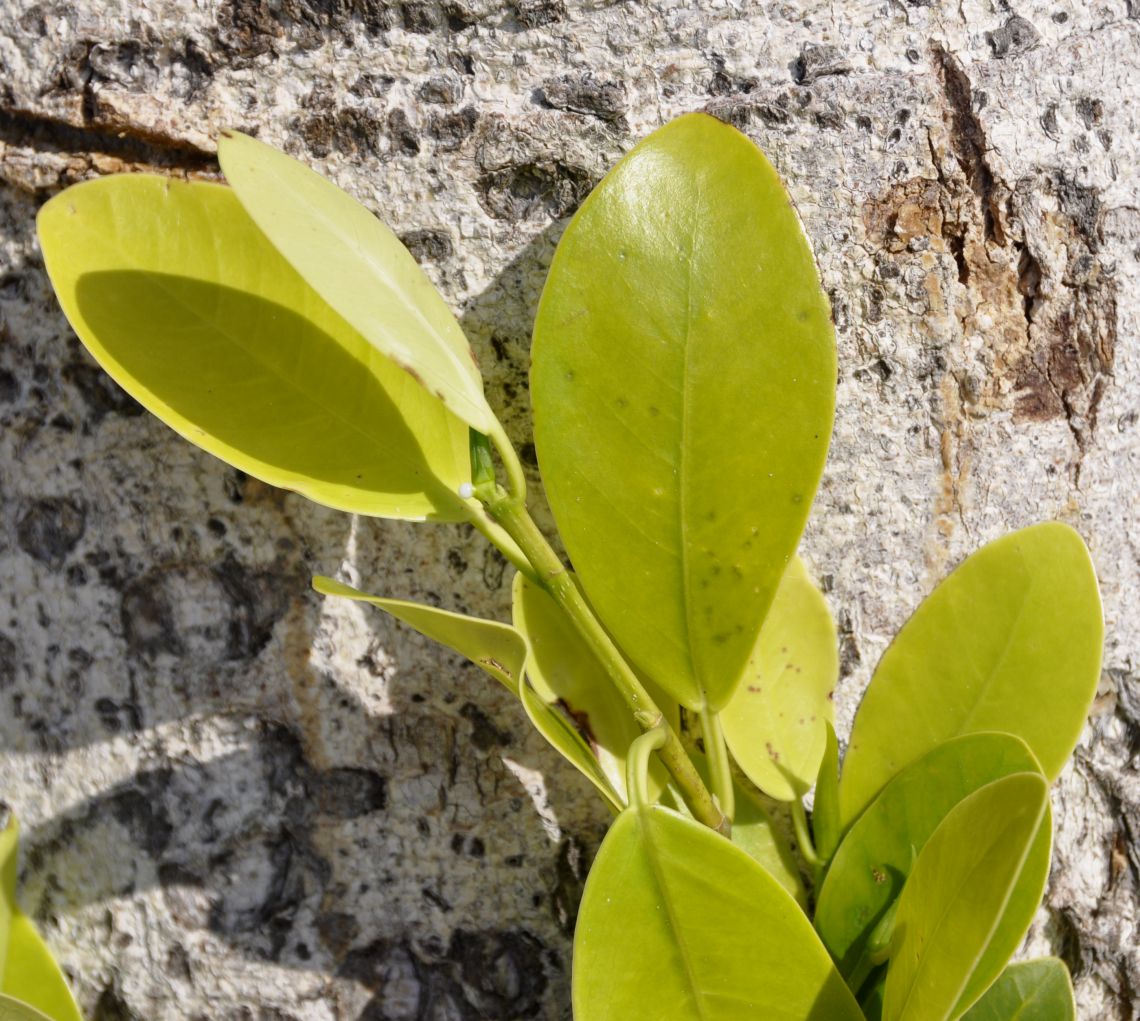 Image of Ficus microcarpa specimen.