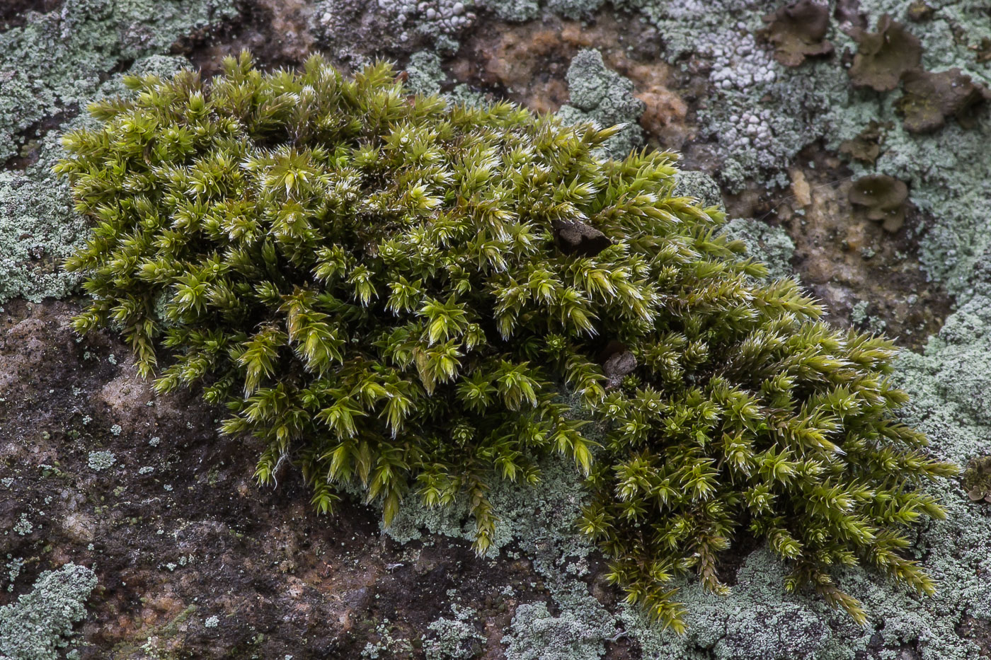 Image of Hedwigia ciliata specimen.