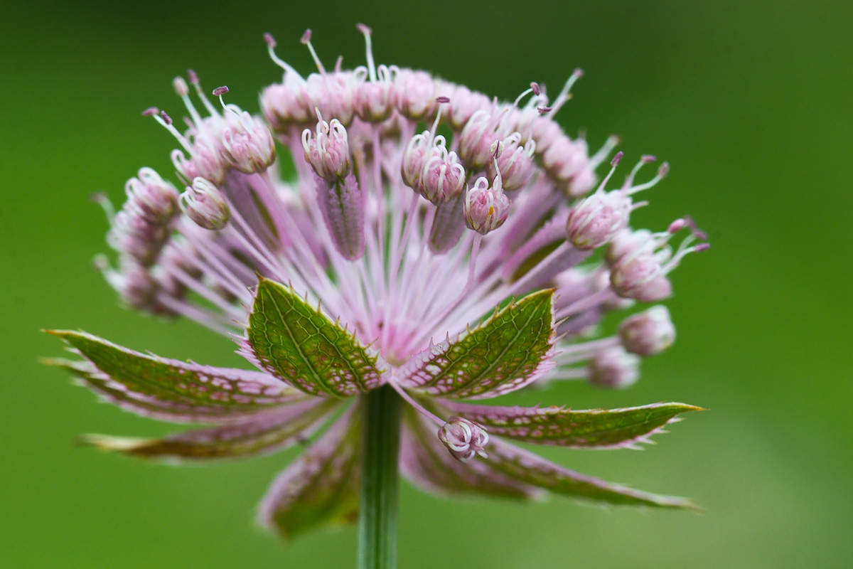 Изображение особи Astrantia maxima.