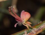 Capparis decidua. Часть побега с цветком. Израиль, впадина Мёртвого моря, заповедник \"Нахаль Давид\", участок редких растений. 03.01.2019.