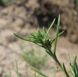 Scleranthus annuus