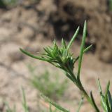 Scleranthus annuus. Верхушка побега с цветком. Архангельская обл., Вельский р-н, окр. пос. Усть-Шоноша, рудеральное песчаное местообитание. 27.07.2011.