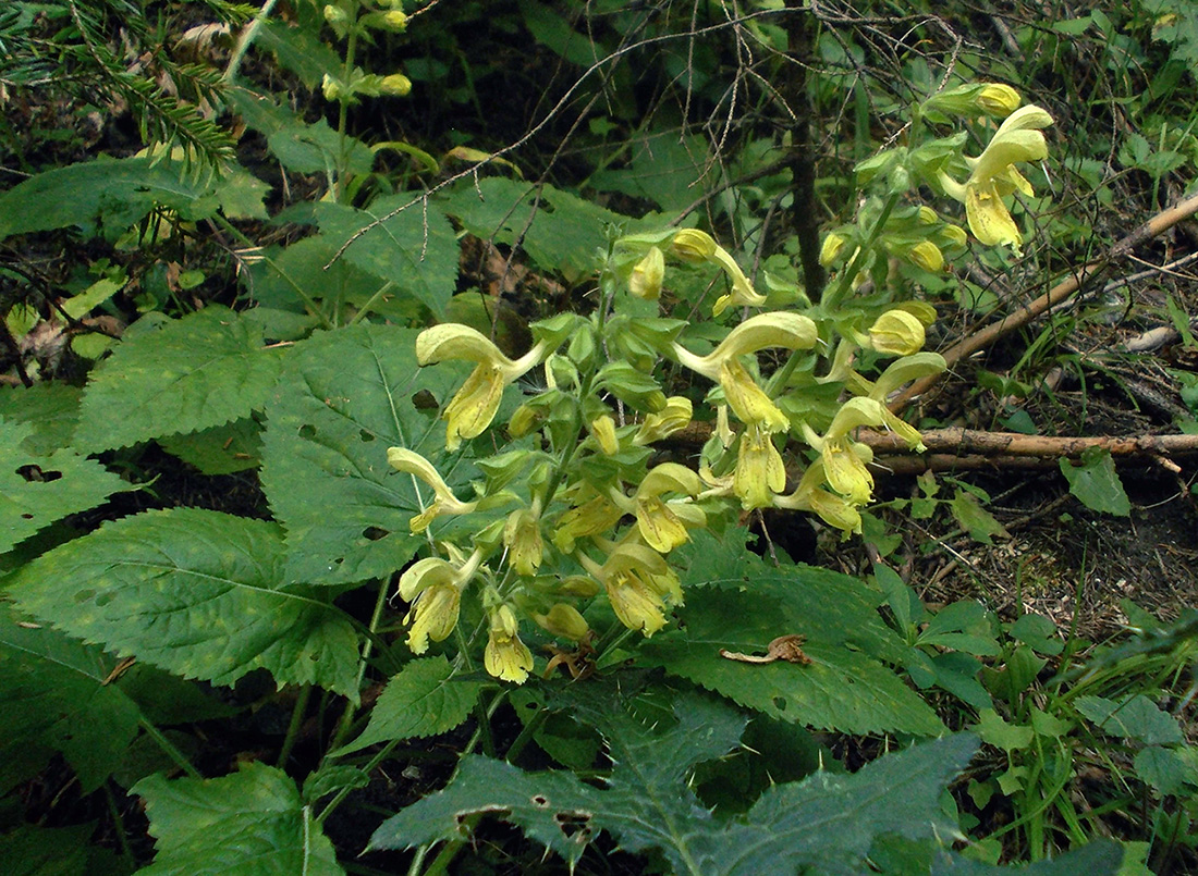 Изображение особи Salvia glutinosa.