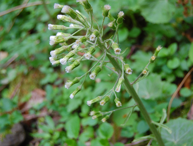 Image of Petasites albus specimen.