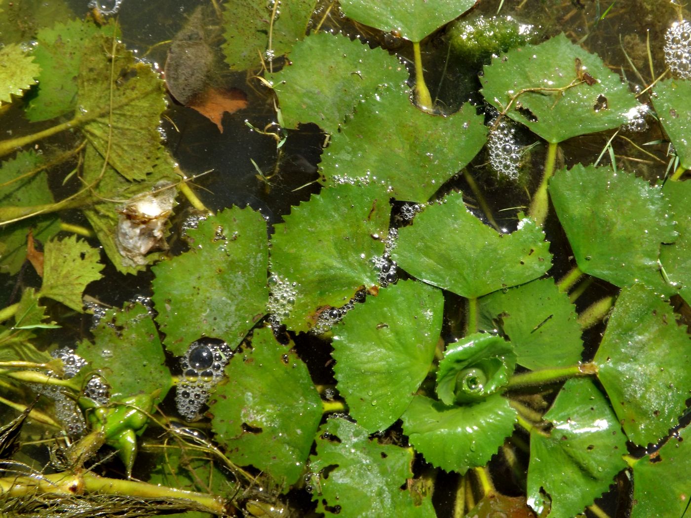 Image of Trapa maeotica specimen.