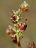 Juncus articulatus. Веточка соцветия с цветком и завязавшимся плодом. Нидерланды, провинция Gelderland, община Bronkhorst, окр. дер. Zelhem, участок со снятым несколько лет назад верхним слоем почвы. 10 июля 2010 г.