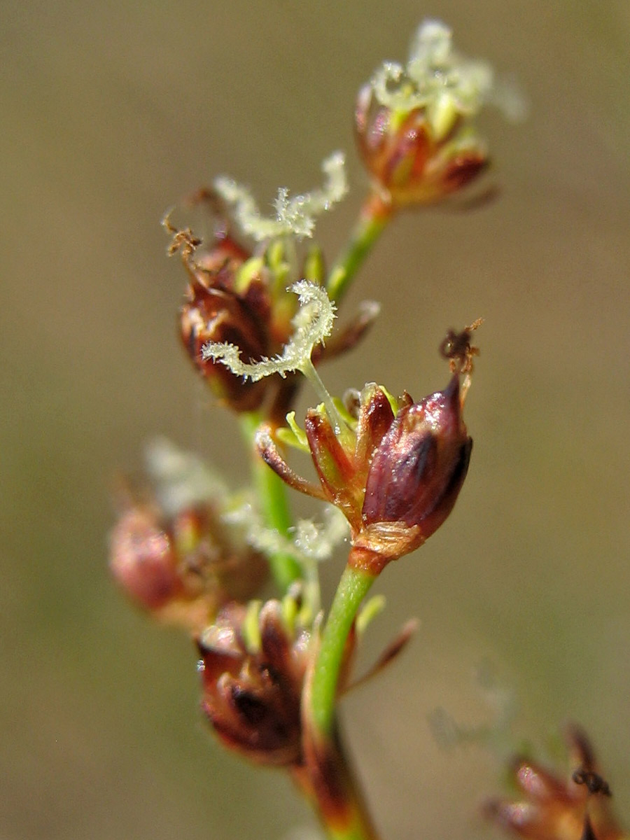 Изображение особи Juncus articulatus.