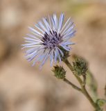 Volutaria lippii