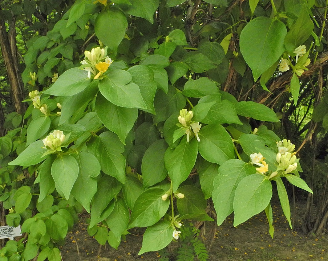 Image of Lonicera ferdinandi specimen.