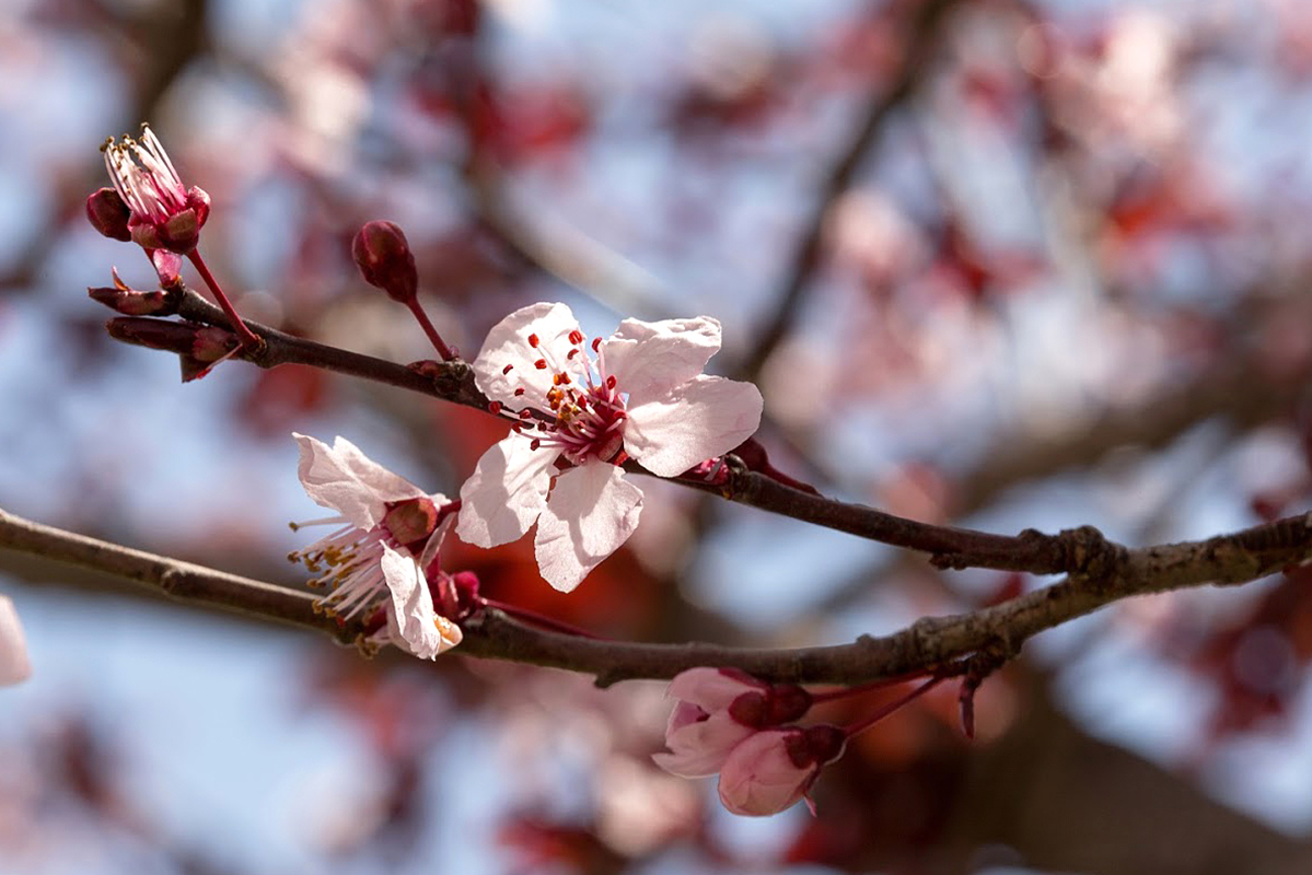 Изображение особи Prunus cerasifera var. pissardii.