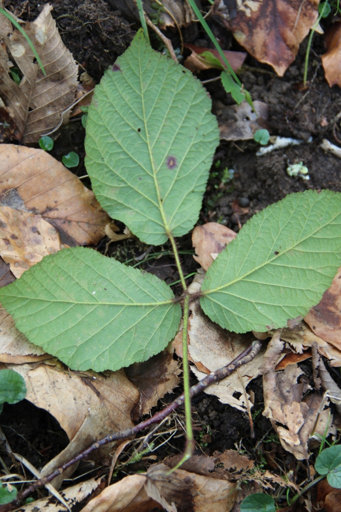 Image of Rubus hirtus specimen.