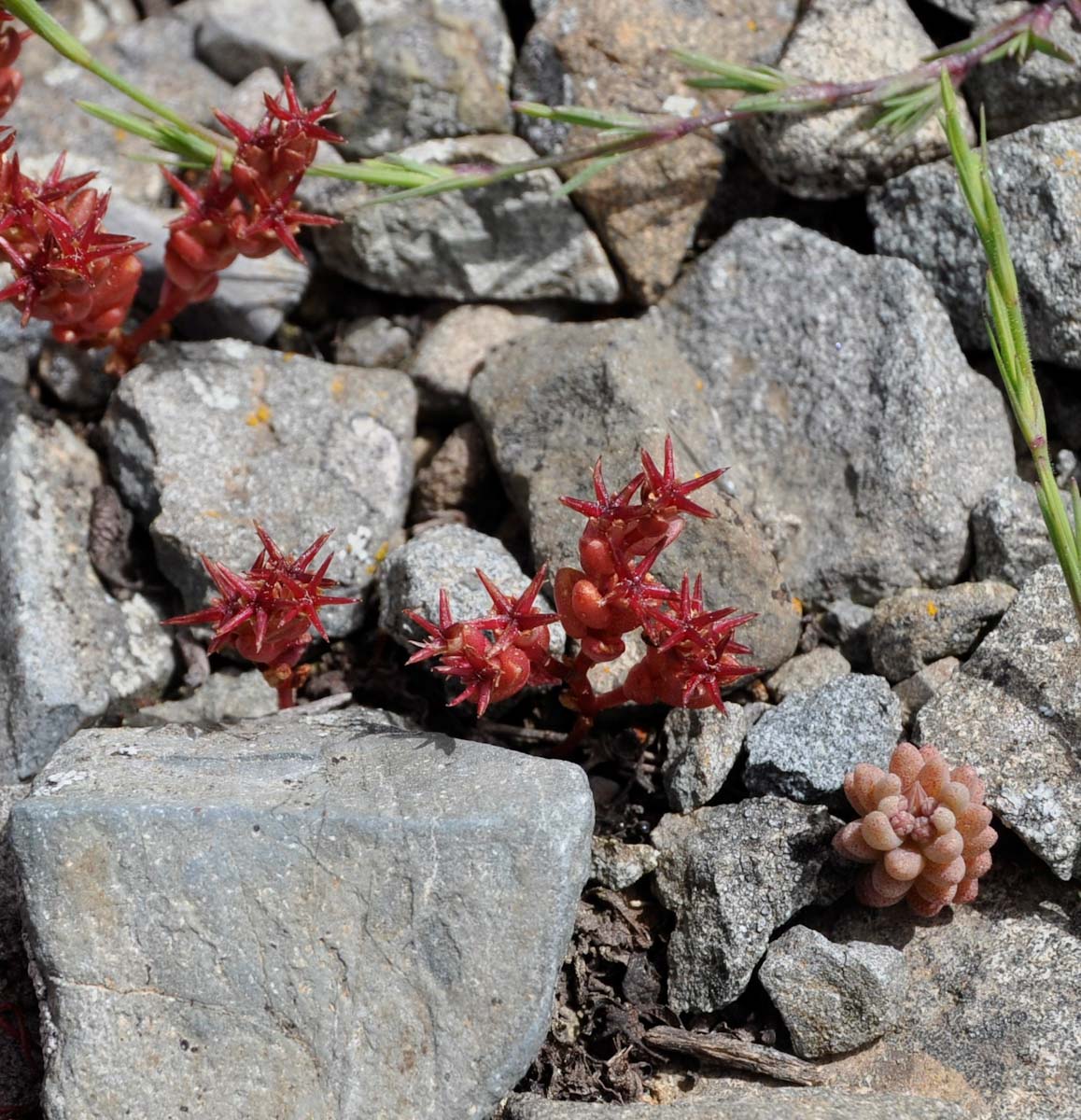 Изображение особи Sedum cespitosum.